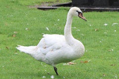 Cygnus olor