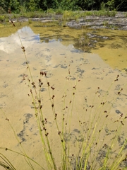 Rhynchospora stiletto