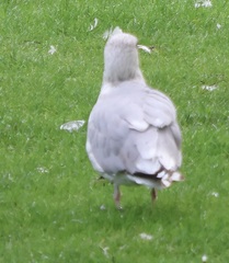 Larus argentatus