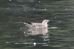 Larus canus