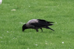 Corvus cornix