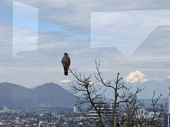 Falco tinnunculus