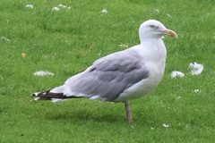 Larus argentatus