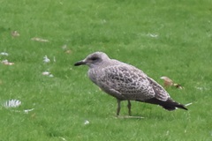 Larus argentatus