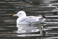 Larus argentatus