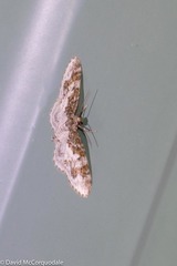Hydrelia lucata