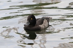 Aythya fuligula