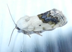Acontiini