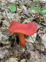 Hygrocybe splendidissima