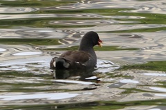 Gallinula chloropus