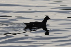 Gallinula chloropus