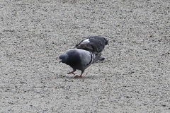 Columba livia