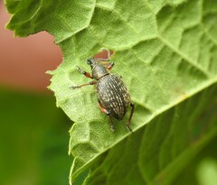 Dodecastichus geniculatus