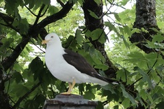Larus fuscus
