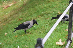 Corvus cornix