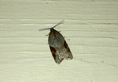 Acleris laterana