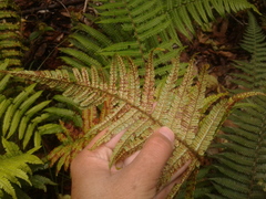 Dryopteris wallichiana