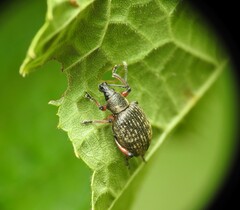 Dodecastichus geniculatus