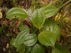 Miconia biappendiculata
