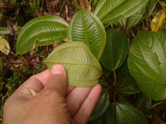 Miconia biappendiculata