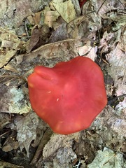 Hygrocybe splendidissima