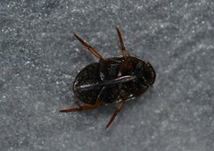 Tropisternus collaris viridis