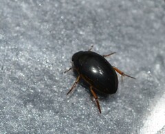 Tropisternus collaris viridis