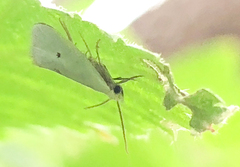 Eucalantica polita