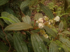 Miconia cataractae