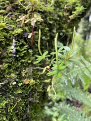 Peperomia leptophylla