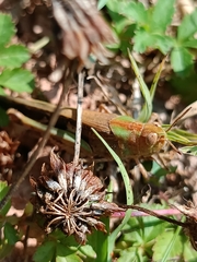 Aiolopus strepens