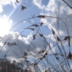 Rhynchospora stiletto