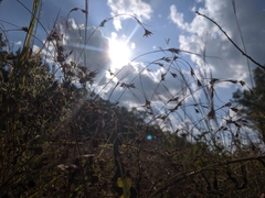 Rhynchospora stiletto