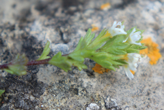 Euphrasia hirtella