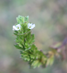 Euphrasia hirtella