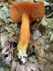 Hygrocybe splendidissima