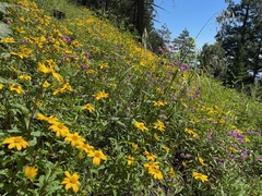 Heliopsis parvifolia