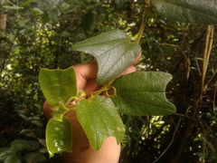 Passiflora bogotensis