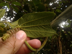 Passiflora bogotensis