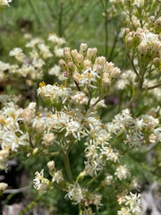 Psacalium decompositum