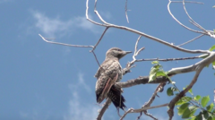 Colaptes auratus