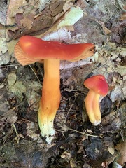 Hygrocybe splendidissima