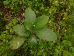 Solanum oblongifolium