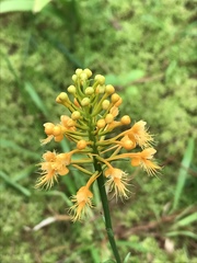 Platanthera chapmanii