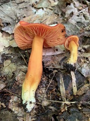 Hygrocybe splendidissima