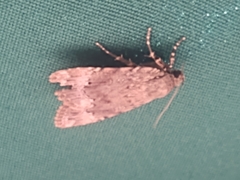 Amphipyra glabella