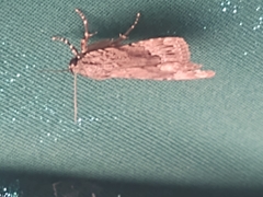 Amphipyra glabella