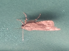 Amphipyra glabella