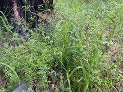 Galium mexicanum