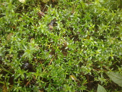 Galianthe bogotensis